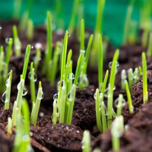Field & Turf Enhancer