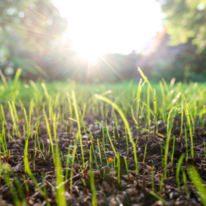 Premium Field & Turf Enhancer