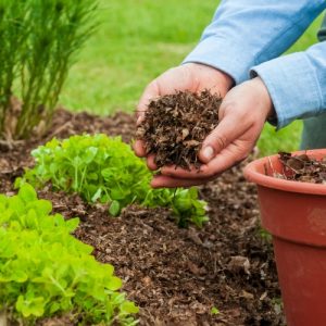 Leaf Mulch