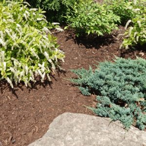 Oak Bark Mulch