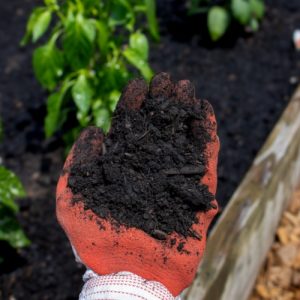 Premium Black Gold Compost