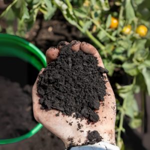 Premium Black Gold Compost
