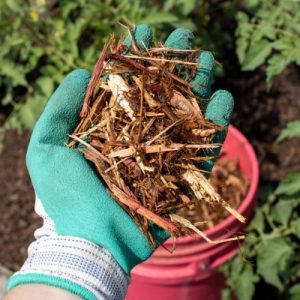 Cedar Mulch in a gardener's hand with a bucket of mulch and garden in the background