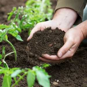 Garden Mix