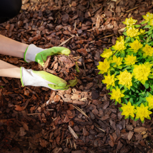 Pine Bark Mulch