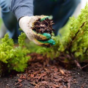 Pine Bark Mulch